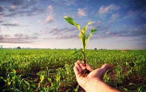  پاورپوینت درس زراعت عمومی