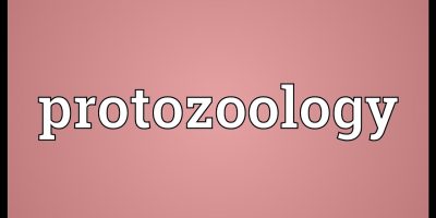 دانلود پاورپوینت درس پروتوزئولوژی