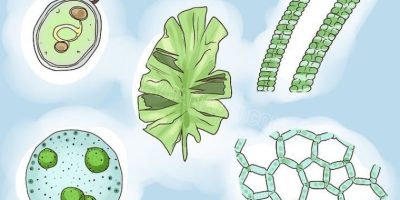 تالوفیها و جلبک ها